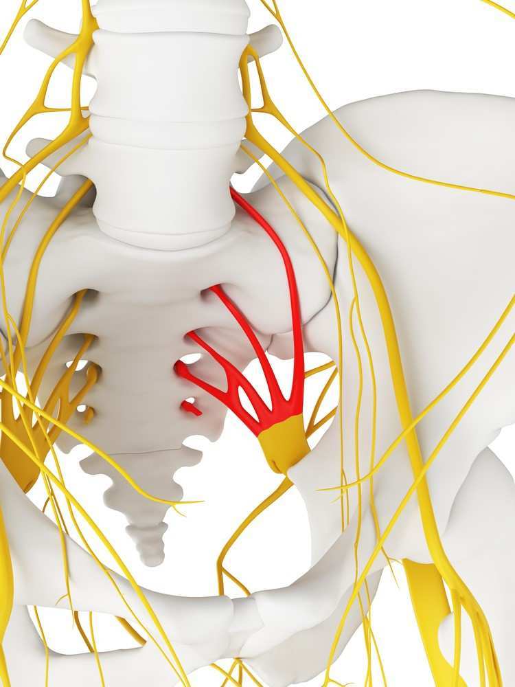 Sacral Plexus